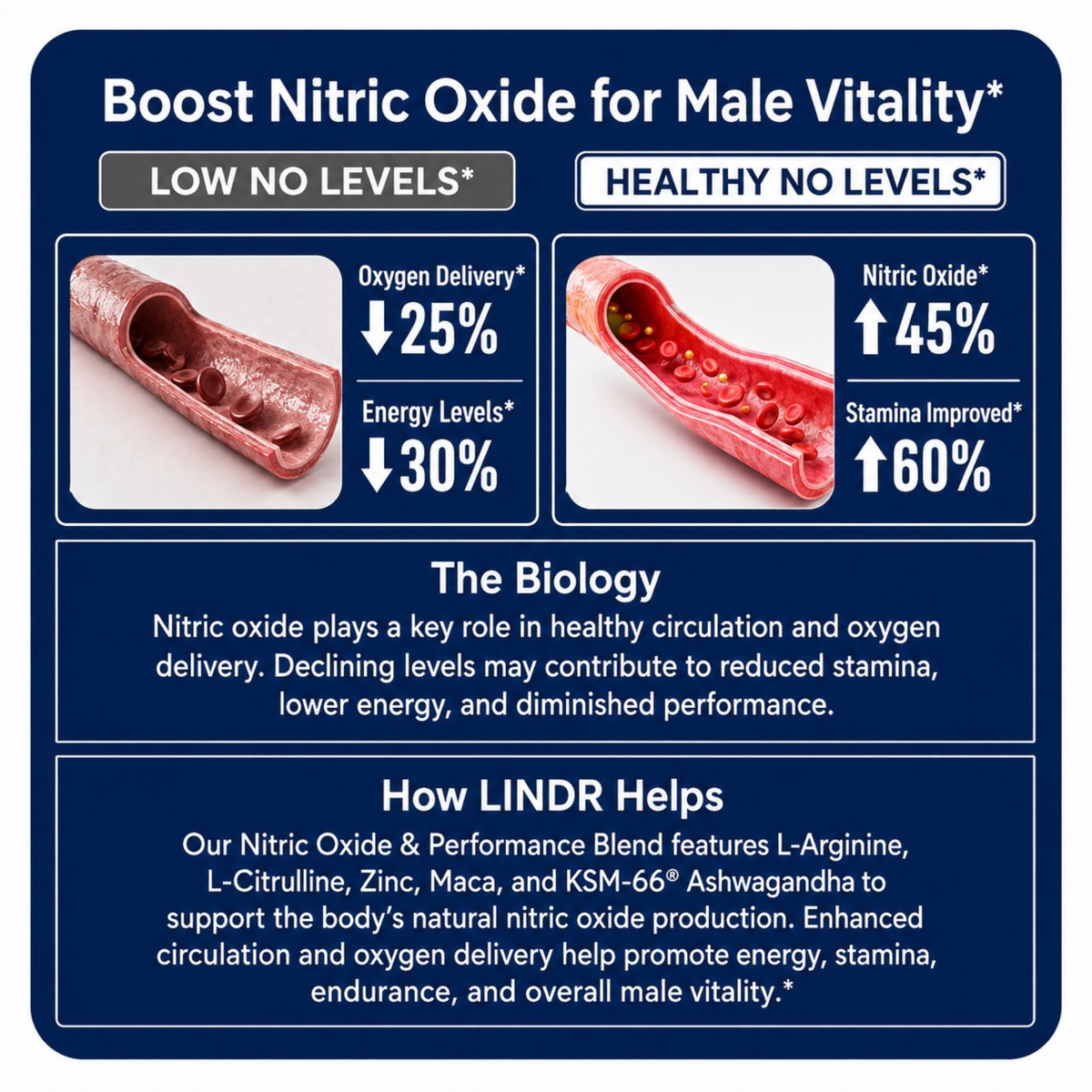 LINDR NAD+